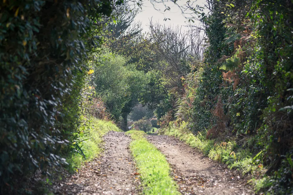 A peaceful dirt path flanked by lush greenery and hedgerows, leading through a tranquil landscape.