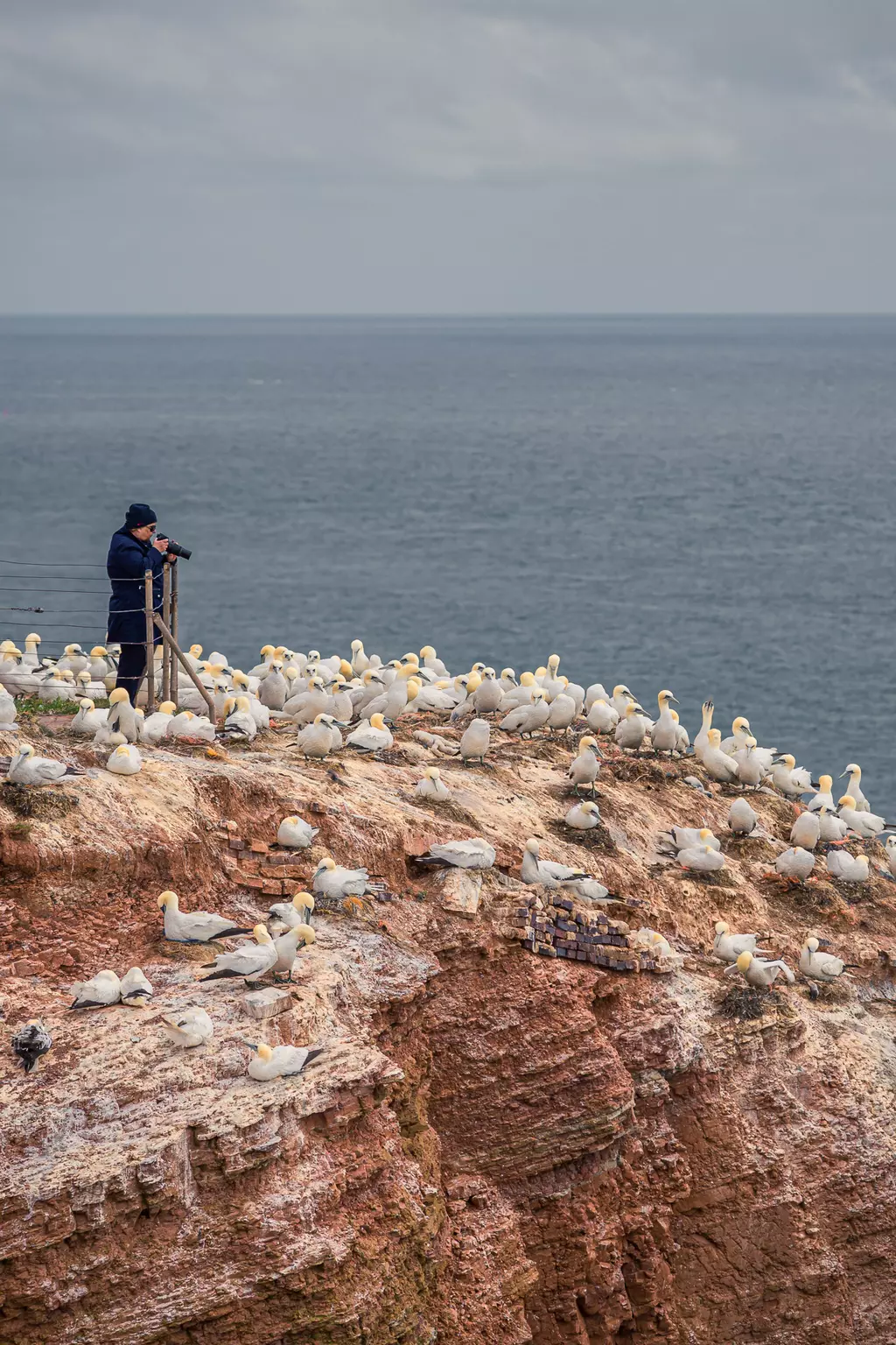 Eine Person steht an einer Klippe und beobachtet eine große Gruppe von Vögeln, die auf dem Felsen sitzen, mit dem Meer im Hintergrund.