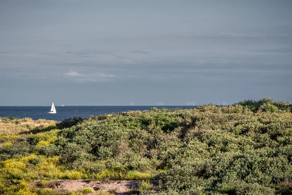 A sailboat glides on the blue sea, surrounded by green hills and yellow flowers in the foreground.