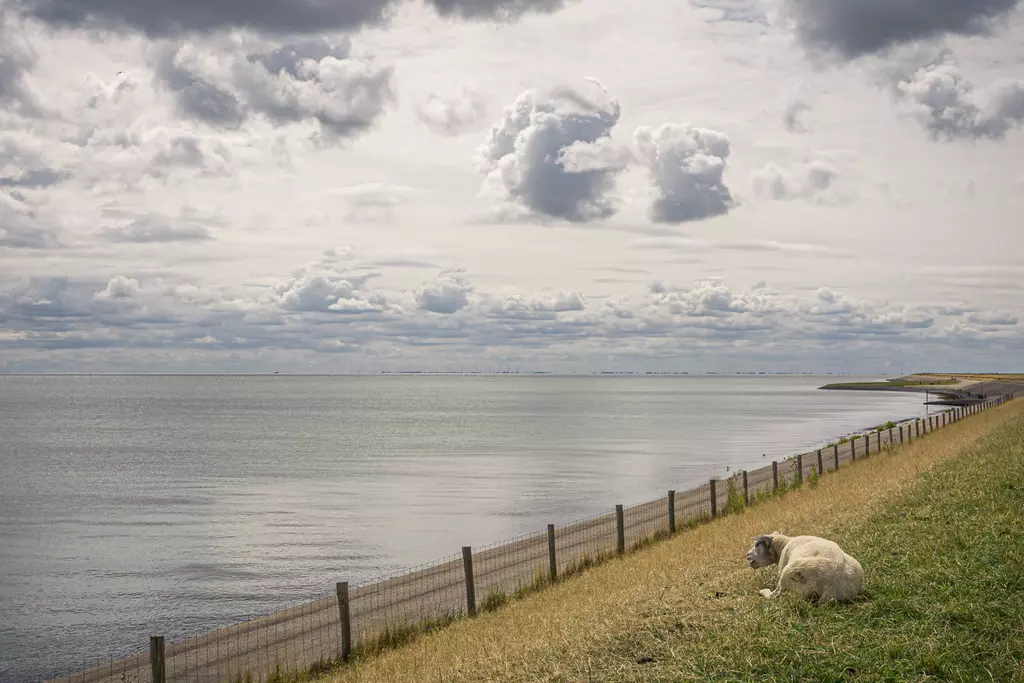 Schafe auf Texel: Ein Schaf liegt auf einer Wiese neben einem ruhigen Gewässer unter bewölktem Himmel.