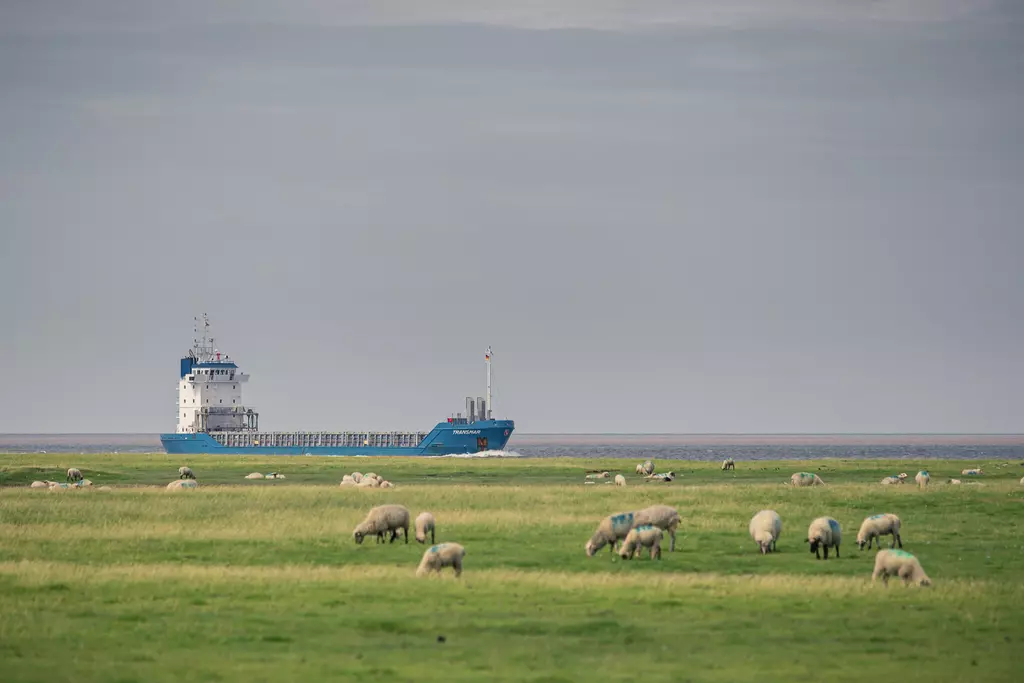 Schafe grasen auf einer weiten, grünen Wiese, während ein Frachtschiff auf dem Wasser im Hintergrund fährt.