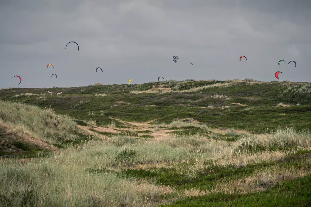 Kitesurfen auf Sylt: Mehrere bunte Kites schweben über eine grüne Dünenlandschaft unter einem bewölkten Himmel.