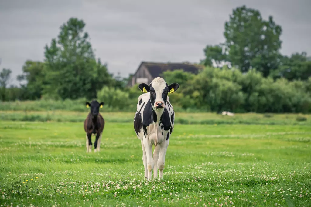 Eine schwarz-weiße Kuh steht im Vordergrund auf einer grünen Wiese, während eine dunkelbraune Kuh im Hintergrund zu sehen ist.