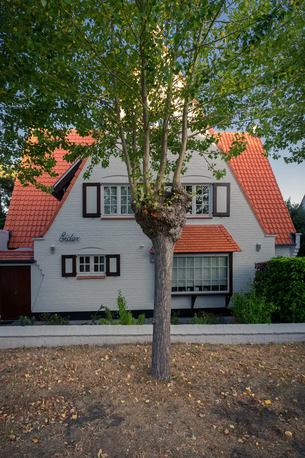 Ein weißes Haus mit roten Dachziegeln, braunen Fensterrahmen und einem Baum, der direkt vor der Fassade wächst.