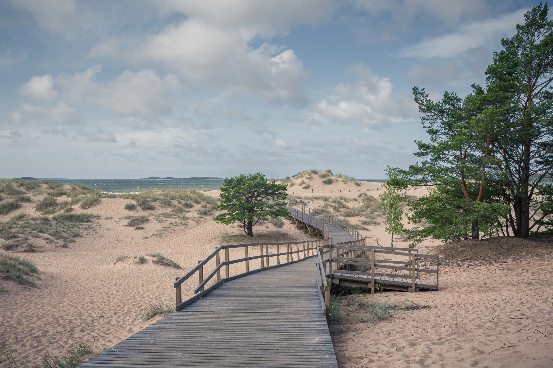 Holzweg führt durch eine sandige Dünenlandschaft, umgeben von Gräsern und vereinzelten Bäumen, mit einem bewölkten Himmel im Hintergrund.