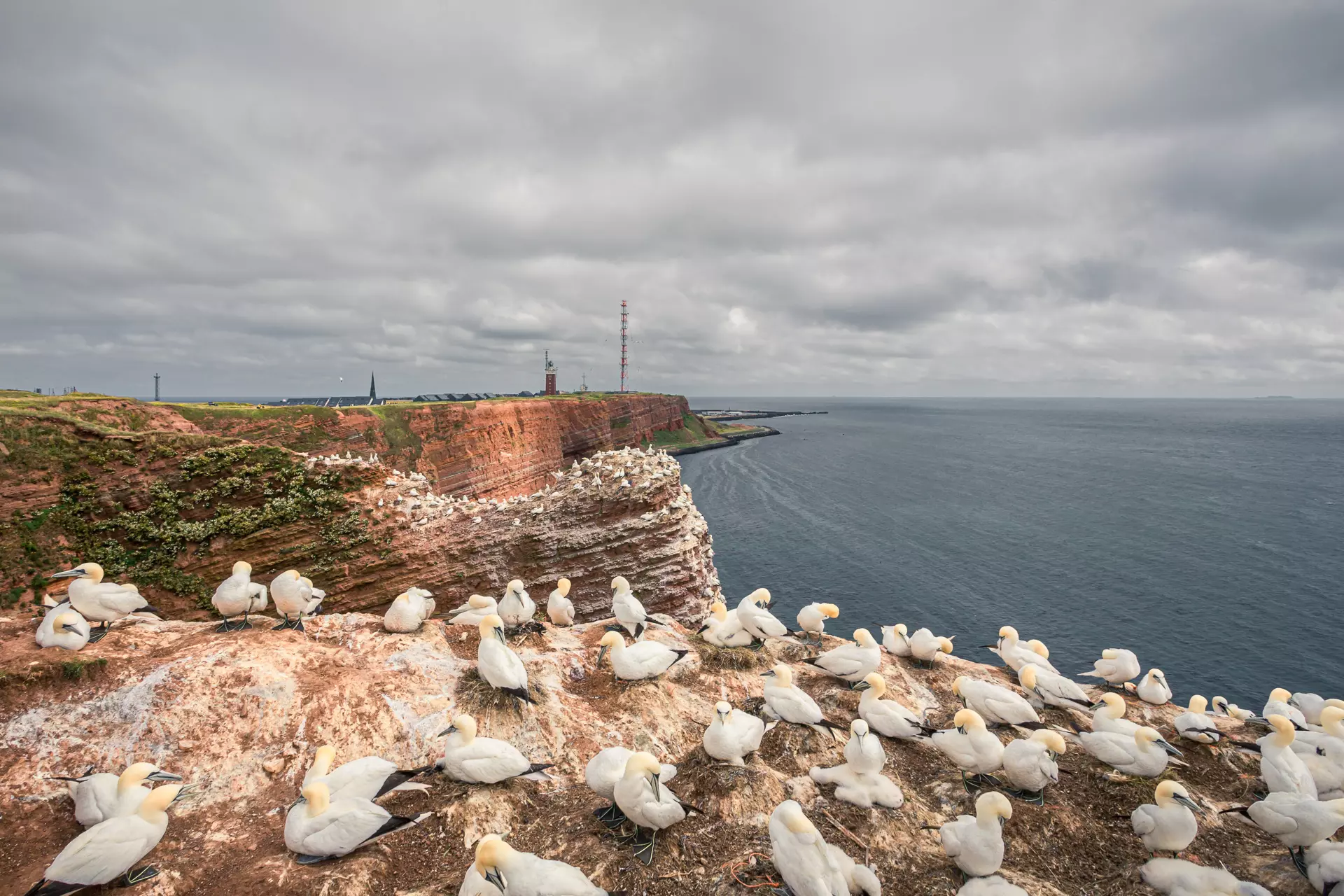 Vögel sitzen auf einer Klippe, umgeben von grauem Himmel und Wasser, während ein Leuchtturm in der Ferne sichtbar ist.