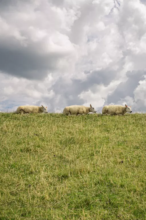 Schafe auf Texel: Drei Schafe stehen auf einer grünen Wiese unter einem bewölkten Himmel.