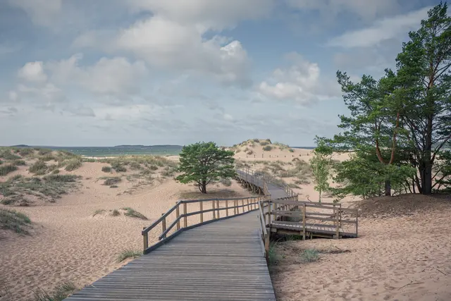 Holzweg führt durch eine sandige Dünenlandschaft, umgeben von Gräsern und vereinzelten Bäumen, mit einem bewölkten Himmel im Hintergrund.
