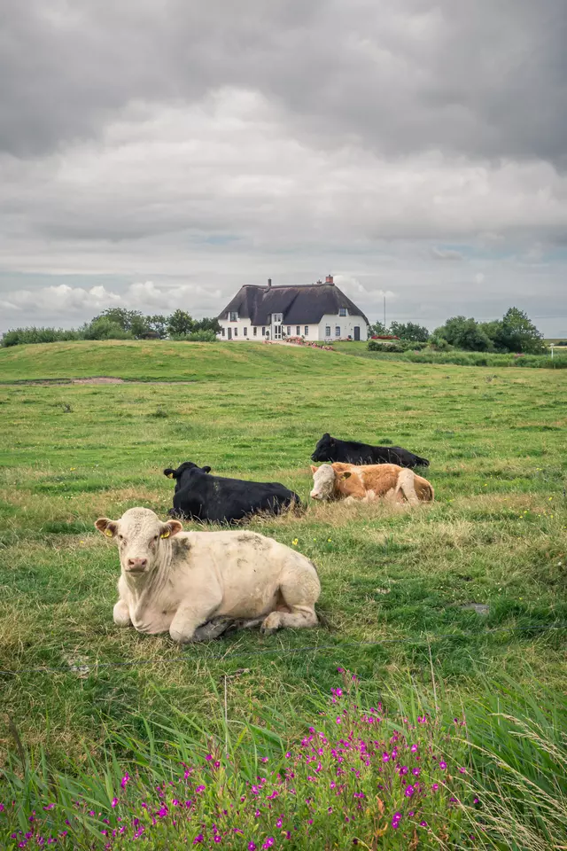 Eine Gruppe von Kühen liegend auf einer grünen Wiese, im Hintergrund ein weißes Haus unter einem bewölkten Himmel.